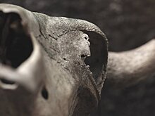 Житель села на севере Казахстана нашел челюсть мамонта эпохи палеолита