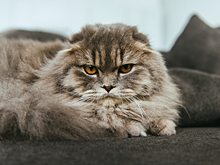 Хитрюга кот оседлал свинью