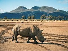 Кильский университет считает, что Африканский континент разделяется на две части