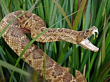 Ученые нашли компонент змеиного яда, блокирующий COVID-19