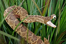 Ученые нашли компонент змеиного яда, блокирующий COVID-19