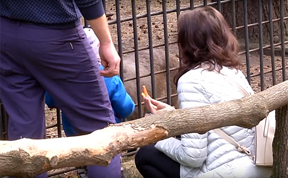 Морковка за милоту: новосибирцы травят животных зоопарка угощением