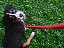 Унести домой или закопать: как экологично убирать за собакой