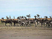 "Роснефть" представила результаты арктических экспедиций на конференции в Москве