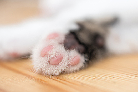 Одноглазый котенок-мутант с лицом обезьяны родился на Филиппинах