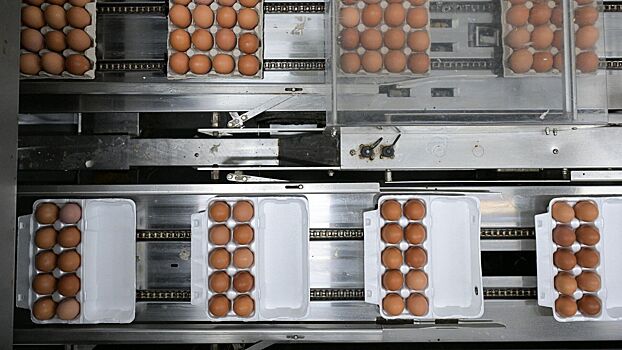 Раскрыта динамика цен на яйца в России с начала года