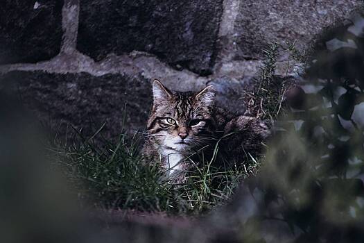 Затерроризировавшим жителей поселка загадочным зверем оказался злой кот