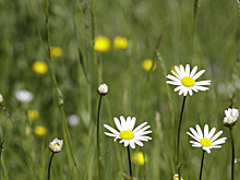 В СВАО Москвы высадят 32 тысячи квадратных метров газона