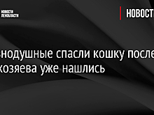 Неравнодушные спасли кошку после ДТП, хозяева уже нашлись