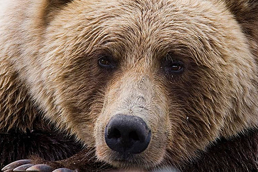 Большой медведь в небольшом городе