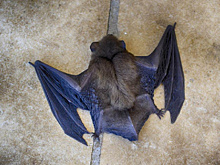 В Благовещенске сняли карантин по бешенству после укуса горожанки летучей мышью