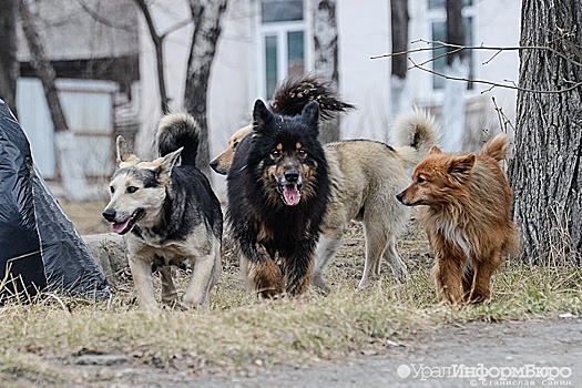 В Карпинске бродячие собаки напали на подростков