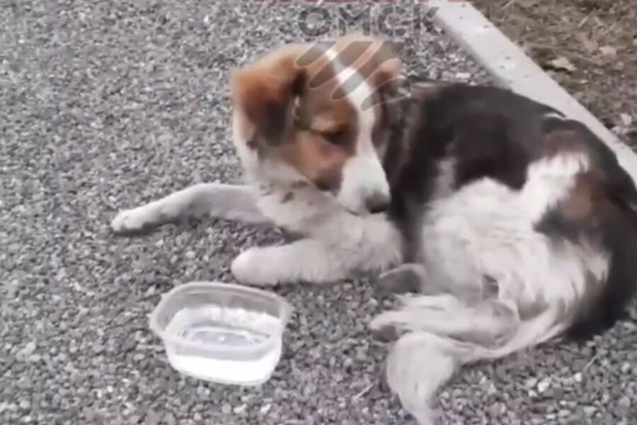 В Омске мужчину заподозрили в избиении палкой домашней собаки