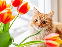 Народные приметы на 17 августа: Почему в этот день не дарят цветы