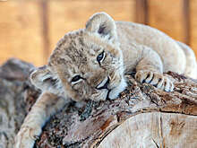 Китайский ресторан обвинили в эксплуатации животных из-за услуги обнимашек львят