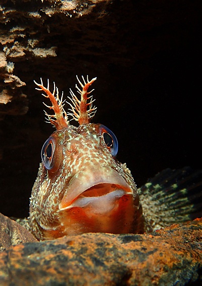 Любопытная рыбка (название - тупорылая собачка) в северном Уэльсе
