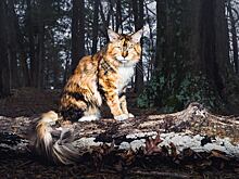 Кот родился девочкой, но сменил пол
