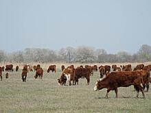 Новые методы улучшения пастбищ внедряет Дагестан