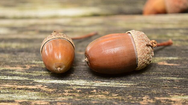 Пензенцы могут присоединиться к сбору желудей