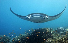 В сети набирает популярность видео, где гигантский скат просит аквалангистов о помощи