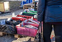 Тюменские власти спасут рыбоводство от санкционного кризиса