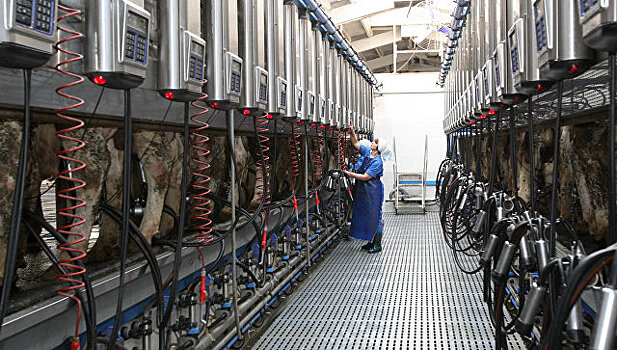В Рузском округе реконструируют пять молочных ферм