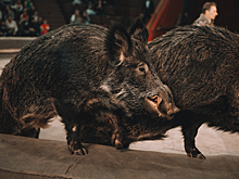 Кабан спровоцировал смертельное ДТП в Татарстане