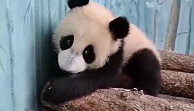 Раскрыты особенности характера панды Катюши