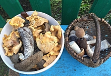 Подберезовики, опята и коровники: омичи показали, какие грибы собирают в начале лета