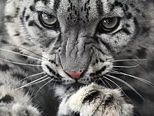 В Китае снежный барс устроил охоту на лыжника