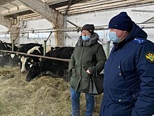 Юрист рассказал, что грозит владельцам фермы, где коров довели до истощения