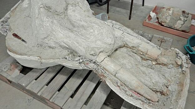 Найден редкий череп пиренейского мастодонта