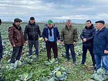 Январская капуста российской селекции в Дагестане: экологично и практично!