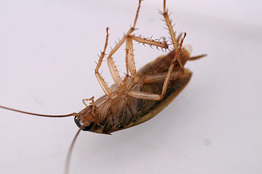 Подмосковные врачи извлекли таракана из уха мужчины