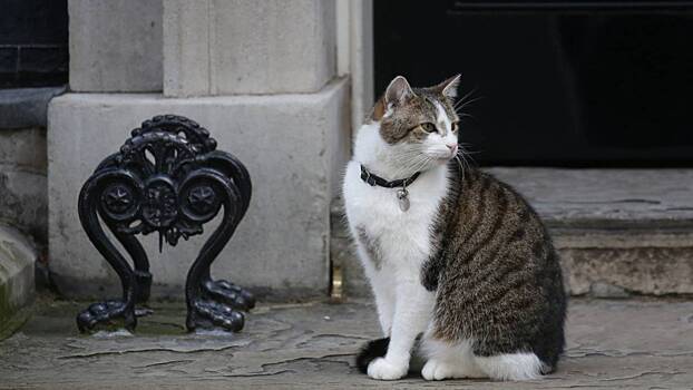 Международный день кошек: каких пушистиков держат дома знаменитости