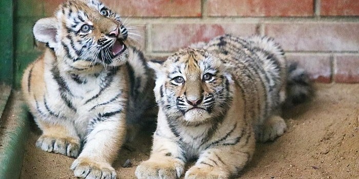 Сергей Собянин: Более 3,2 млн гостей посетили Московский зоопарк в 2025 году