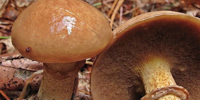 Полчаса и готово: быстрый способ очистки маслят от пленки