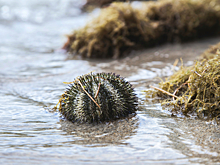 Волны выбросили тысячи мертвых морских ежей на берег Сахалина