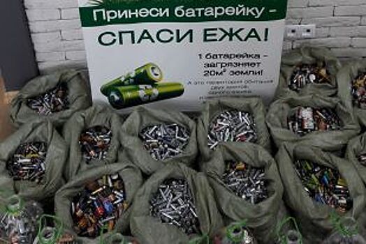 Спаси ежа. Рекордное количество батареек собрал Эко-марафон во Владивостоке