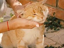 «Рыжее счастье»: Purina Friskies и киноэксперты выбрали лучшую короткометражку о домашних животных