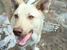 В Омске нашли владельца агрессивного пса, атаковавшего работницу пункта выдачи заказов