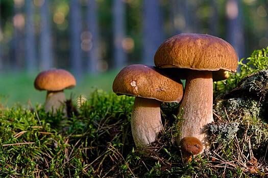 Названа неожиданная опасность съедобных грибов