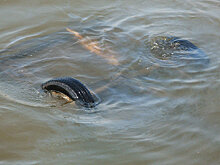 Машина упала в реку в Астане