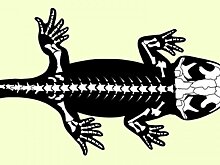 Ученые обнаружили самую древнюю окаменелость европейской саламандры