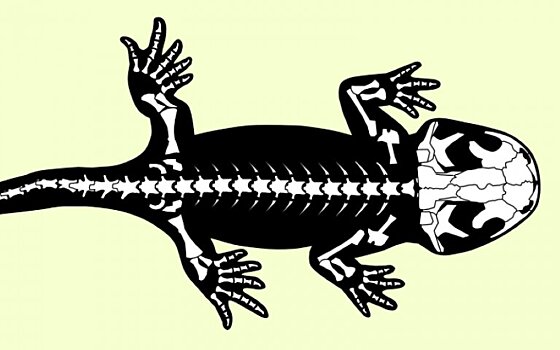 Ученые обнаружили самую древнюю окаменелость европейской саламандры