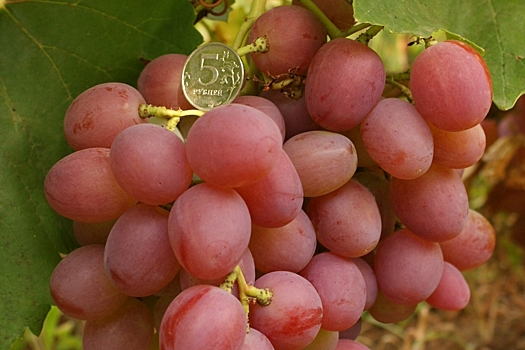 Названы пять самых вкусных сортов винограда