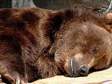 В Нижневартовске решили судьбу беглого медведя