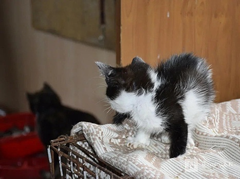Соцсети: три кошки погибли на пожаре в Нижнем Новгороде