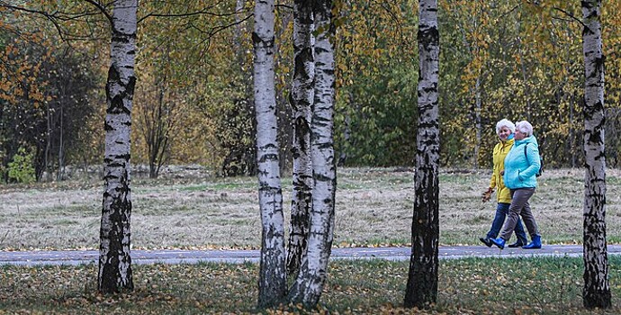 Сибирские учёные выяснили, как берёзы помогают спасать печень