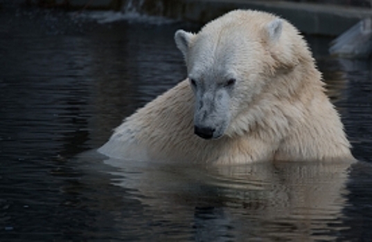 Животному миру Арктики из-за глобального потепления угрожают новые инфекции